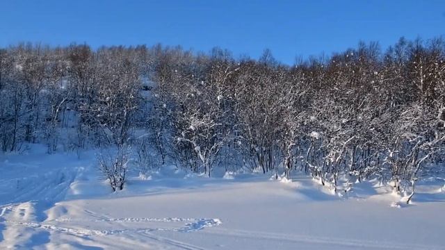 Зимний день в лесу. Мурманск -25. Солнце припекает.