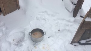 Как и где содержать Русскую гончею . Чем корить .  И вообще собак для охоты .