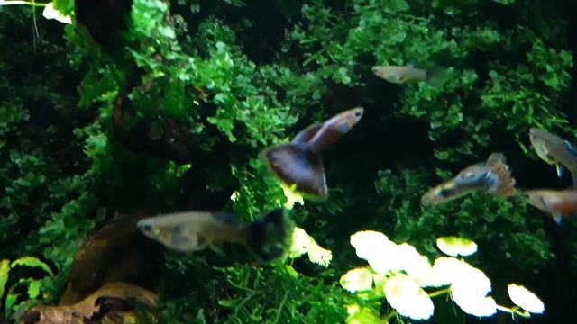 Почему погибают гуппи после покупки? смотреть онлайн