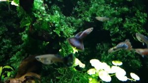 Почему погибают гуппи после покупки?