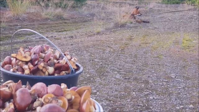 С Лисой за грибами, на любимые скалы. Маслята и белый гриб смотреть онлайн