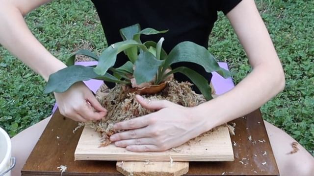 How to Mount a Staghorn Fern + Care Tips for Platycerium Bifurcatum | Plant with Me! | Emileaves смотреть онлайн