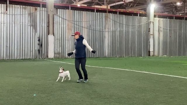 Как научить собаку командам Дрессировка собаки Танцы с собакой Терра. Часть 1. 23.10.2023 г смотреть онлайн