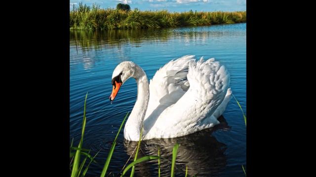 Песня "Белый лебедь" - поет Дмитрий Афанасьев смотреть онлайн
