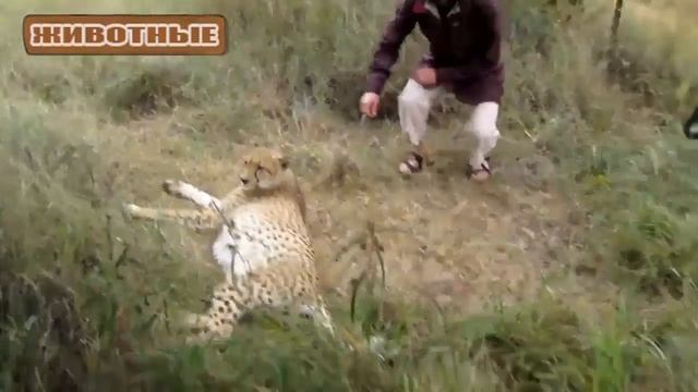 Гепард мурлыканье - Милые Большие кошки. Видео Подборка смотреть онлайн