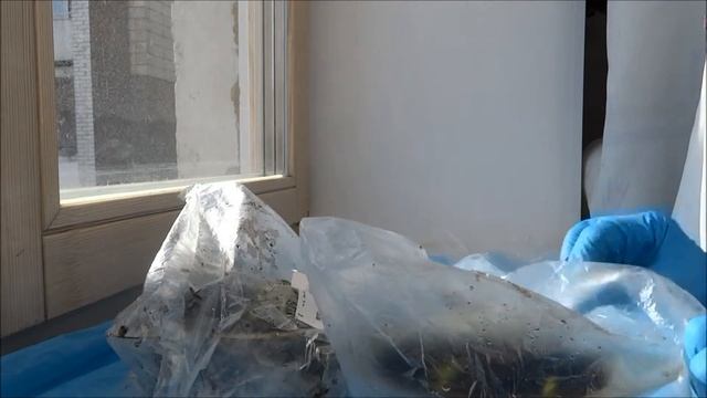 Сколько дней всходят семена сладкого перца: свои семена. смотреть онлайн