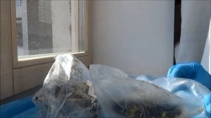 Сколько дней всходят семена сладкого перца: свои семена.