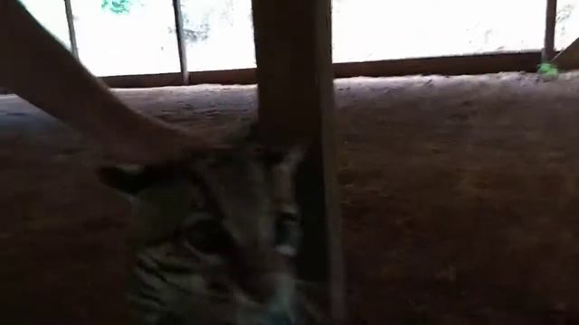 Оцелотик мурлычет смотреть онлайн