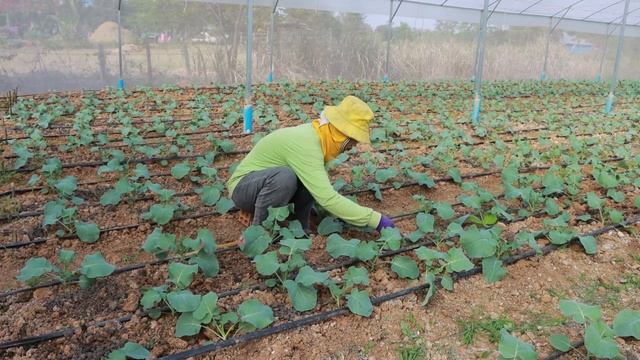 Best Ways to Grow Broccoli in Net House - Complete Guide смотреть онлайн