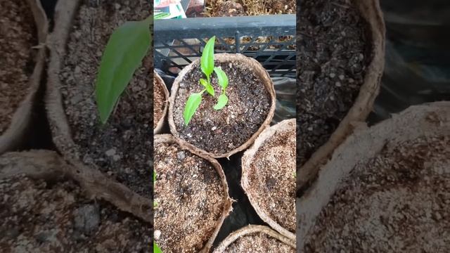 Правильный полив рассады смотреть онлайн