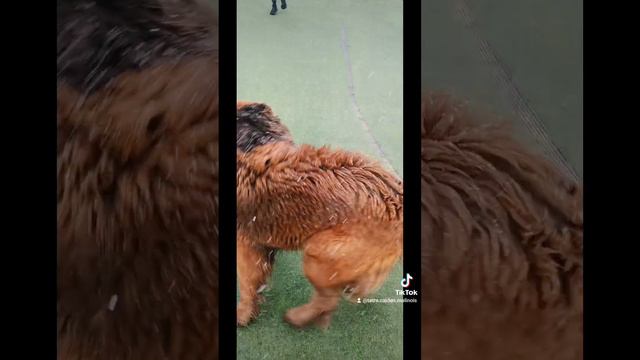 Никита и Пончик (тибетский мастиф)