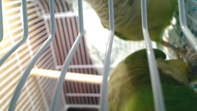 Любопытные попугаи квакеры смотреть онлайн