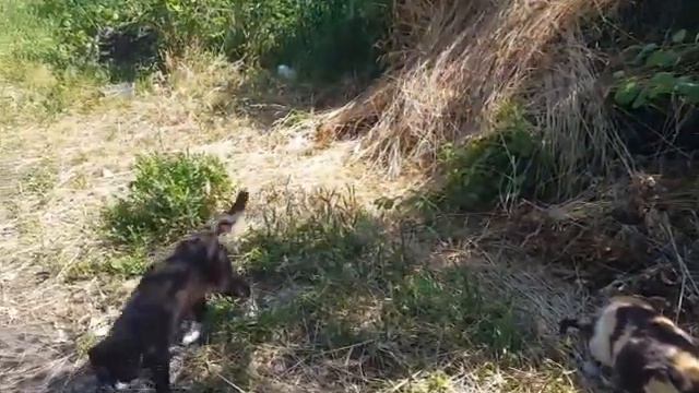 Тошка в руки не дается смотреть онлайн