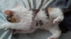 Эпилепсия у котёнка