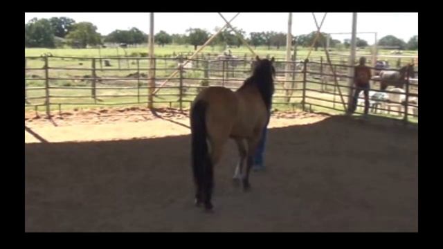Wild Kiger Mustang, Blaze, Day 3 of training смотреть онлайн