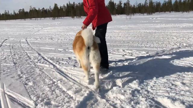 Видео для виртуальной выставки от питомника Yuki Tenshi смотреть онлайн