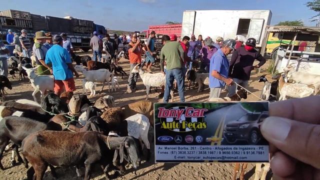 Feira de Caprinos e Ovinos de Tabira-PE dia 31/10/2023 смотреть онлайн