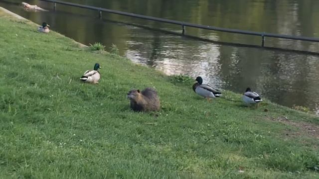 Бобер гоняет уток