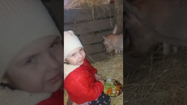 Наша альпийская коза Стрелка и её знакомство с нашей дочкой Катюшей. смотреть онлайн