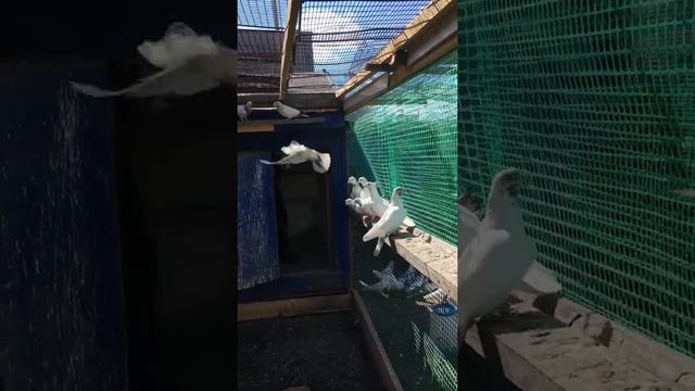 Пакистанские высоколётные голуби. Курган . смотреть онлайн