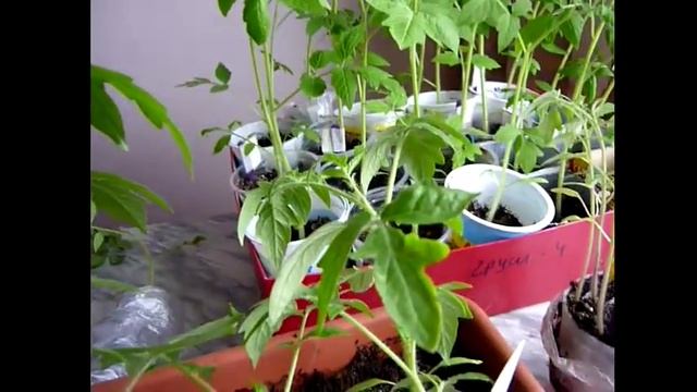 РАССАДА В УЛИТКЕ. Выращивание рассады в "улитке". ВСЯ ПРАВДА ОБ УЛИТКАх ТОМАТЫ. Сравнение рассады смотреть онлайн