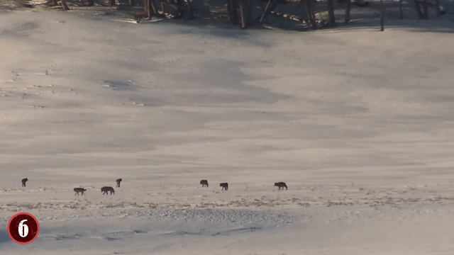 9 Incredible Wolves You Won't Believe Exist смотреть онлайн