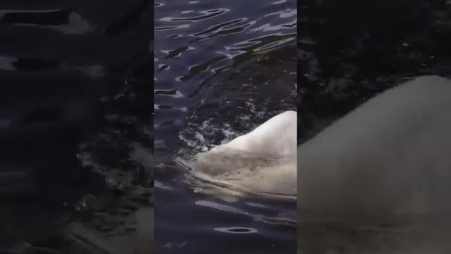 Белая медведица и человек ? #shorts смотреть онлайн