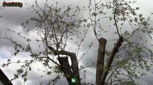 Омолаживающая обрезка старых деревьев