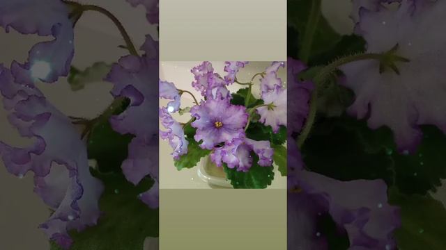 РМ Россыпь Самоцветов. Фиалки у Алисы.#shorts смотреть онлайн