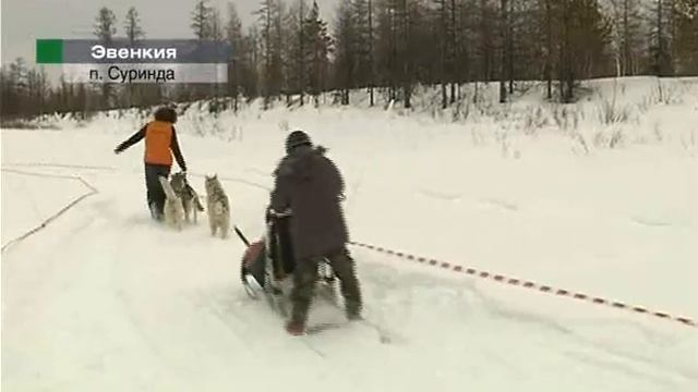 Афонтово: Эвенкийские гонки на оленях смотреть онлайн