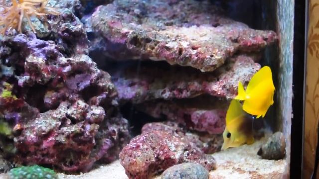 Zebrasoma Flavescens And Zebrasoma Scopas