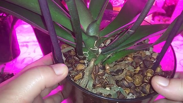 Орхидеи в скорлупе кедрового ореха. Не делайте этой ошибки ! смотреть онлайн