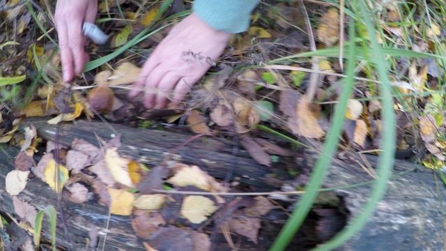 НЕВЕРОЯТНЫЙ СБОР ГРИБОВ В ПОДМОСКОВЬЕ смотреть онлайн