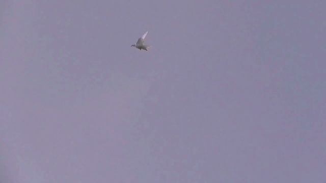 Как вам эти два голубя? Не жалеют себя нервные. How do you like these two doves are very nervous смотреть онлайн