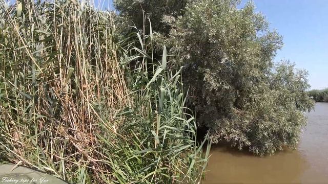 САЗАН В ЛОТОСАХ|РЫБАЛКА В АСТРАХАНИ смотреть онлайн