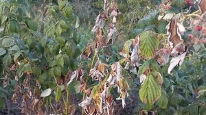 Почему сохнут ветки малины с плодами. Малинная галлица.