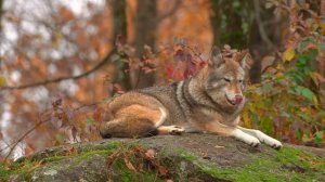 Осень в лесу животные 4K HDR