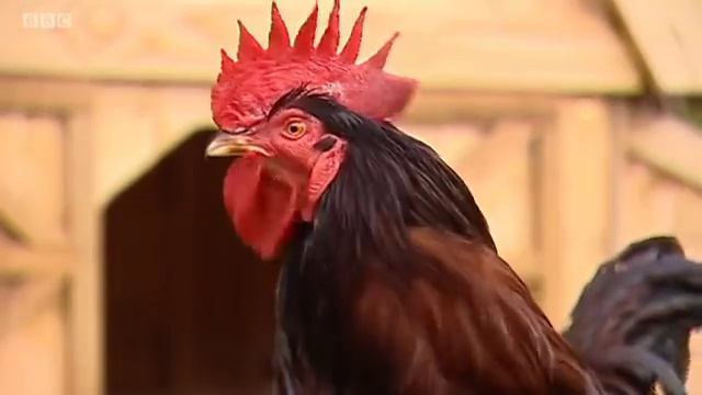 Big Barn Farm Episode 2 | Lester loses his voice смотреть онлайн