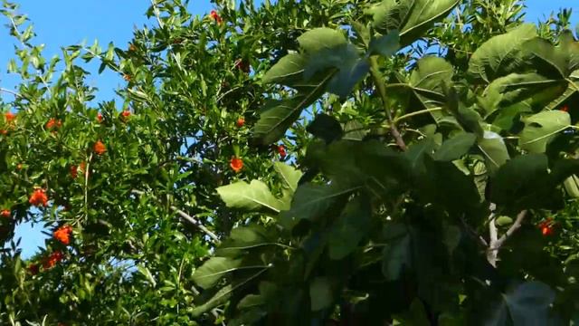 Edible Landscaping Entry Garden: Pineapple Guava, Loquat, Pomegranate, Fig смотреть онлайн