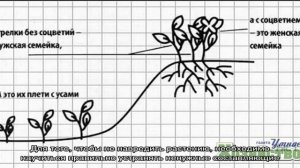 Как отличить женский куст клубники от мужского: цель определения, правильное прореживание кустов —.