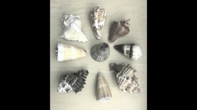 Seashell Beauty смотреть онлайн