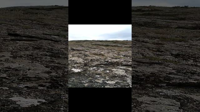 Хвойные растения растут на горе Алчак-Кая