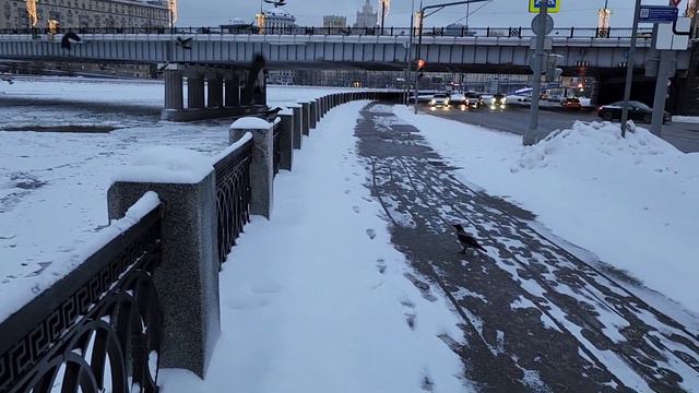 Вороны на Киевской. 15 января 2024