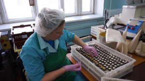 Изготовление конфет вручную на фабрике «Краскон»