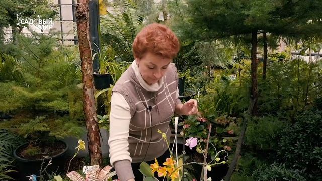 Как я реанимировала увядающую орхидею всего за пару дней? смотреть онлайн