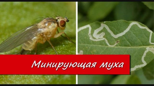 Опасные вредители огурцов смотреть онлайн