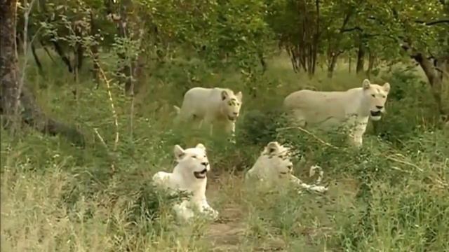 ТОП 10 Самых дорогих животных в мире смотреть онлайн