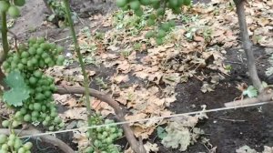 Болезни винограда   Оидиум