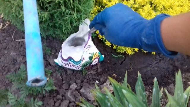 ОЧИТОК.ТАКОЙ КРАСАВЕЦ ПОЧВОПОКРОВНИК УКРАСИТ ЛЮБУЮ КЛУМБУ. ТАКАЯ ПОДКОРМКА ПРОДЛЕВАЕТ ЦВЕТЕНИЕ. смотреть онлайн