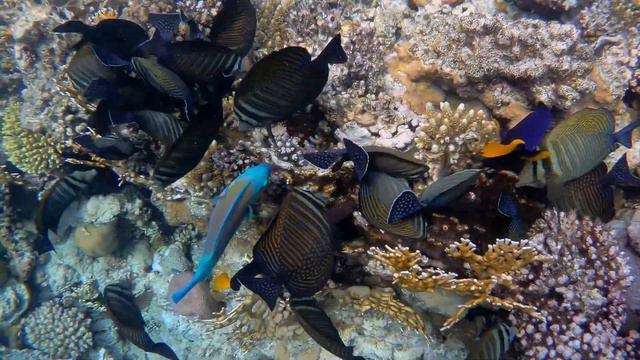 Египет 2021. #4. Шикарный риф отеля Mōvenpick Resort Sharm El Sheikh.